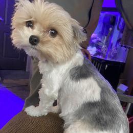 Aria - Yorkshire Terrier