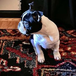Boston Terriers from Sassifras Boston Terriers