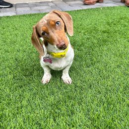Penny - Dachshund