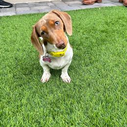 Penny - Dachshund