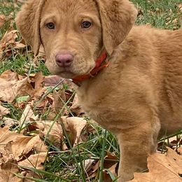 Chesapeake Bay Retrievers from Ghost Dog Chesapeakes