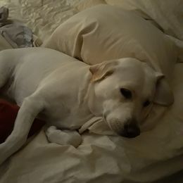 Labrador Retrievers from Sugar Delight Labradors
