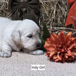Indy Girl 1 - Light golden female Golden Retriever puppy in Niles, Michigan from Family Raised Goldens