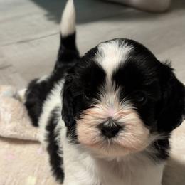 Snoopy - Black and white male Cavatzu puppy in Turlock, California from Charming Woofs