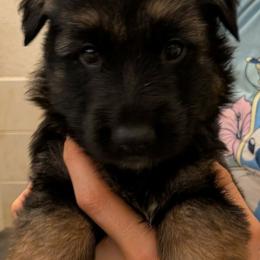 Red collar - Black and red male German Shepherd puppy in Garrett, Indiana from Devil-Dog Shepherds