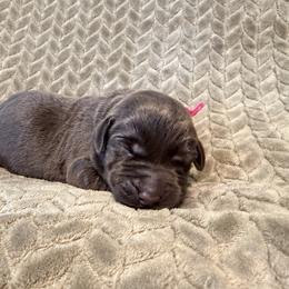 Pink collar - Chocolate female Labrador Retriever puppy in Gilbert, South Carolina from Crout Kennels