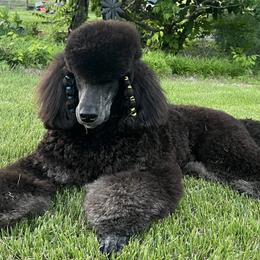 Poodles from Jewels Mtn Poodles