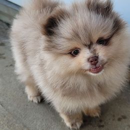 Cinnamon - Chocolate merle female Pomeranian puppy in Syracuse, New York from Precious Fancy Feet Pomeranians