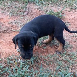 Catahoula Leopard Dog Puppies from Full Throttle Catahoulas