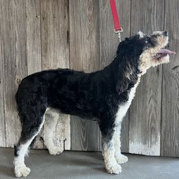 Lola - Bernedoodle