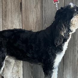 Lola - Bernedoodle