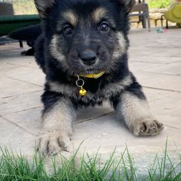 German Shepherd and White Shepherd Puppies from Scenic Creek German Shepherds