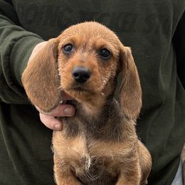 Dachshund Puppies from Passport Dachshunds
