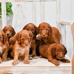 Aussiedoodle, Bernedoodle, Goldendoodle, and Irish Doodle Puppies from Sun Valley Goldendoodles