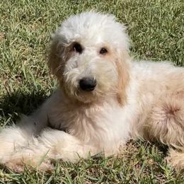 Goldendoodles from Smartdoodlepuppies