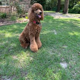 Ollie B - Poodle