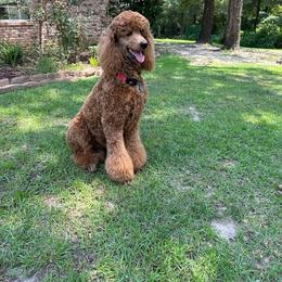Ollie B - Poodle