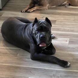 Smokey - Cane Corso