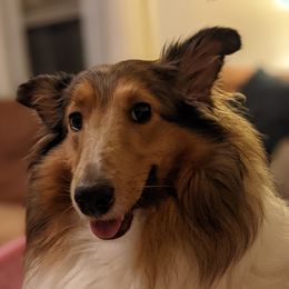 Abby - Shetland Sheepdog