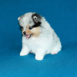Pomeranian Puppies from Beau Joli Pomeranians