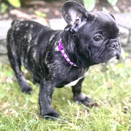 Martini - Brindle female French Bulldog puppy in Alexandria, Minnesota from Camarra King