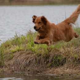 Golden Retriever All Grown Up from Goose Ridge Retrievers