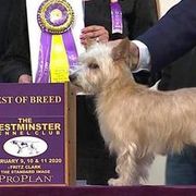 Miniature American Shepherds from Kaprikorn