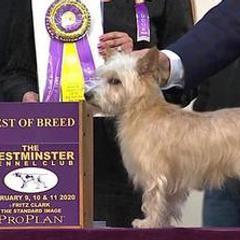 Miniature American Shepherds from Kaprikorn