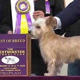 Miniature American Shepherds from Kaprikorn