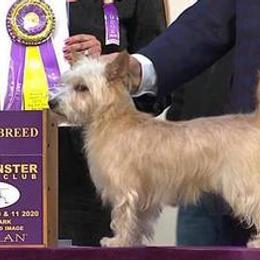 Miniature American Shepherds from Kaprikorn