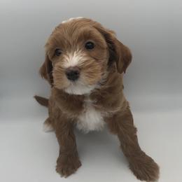 Blue Boy - Red  male Goldendoodle puppy in Medina, Ohio from Farmer Doodles