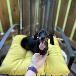 Lola - Dachshund