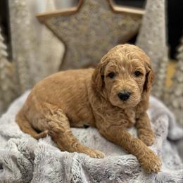 Eggnog (Yellow Collar) - Apricot male Goldendoodle puppy in Bay City, Texas from Charming Doods