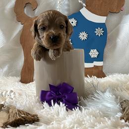 Purple Collar Female - Red  female Goldendoodle puppy in Bradenton, Florida from Suncoast Goldendoodles
