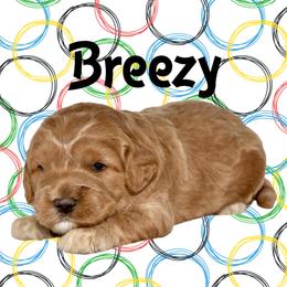 BREEZY - Caramel cream female Australian Labradoodle puppy in Austin, Texas from AussieTex Labradoodles