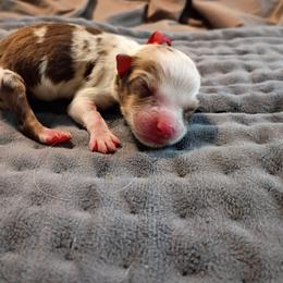 River (Red Collar) - Red merle male Australian Shepherd puppy in Okeechobee, Florida from Rothsolid Puppies