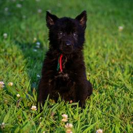 Black girl - Black female German Shepherd puppy in Clarkrange, Tennessee from Vom Wolff