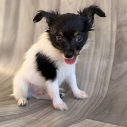 Dark face boy - White black and tan male Papillon puppy in Joshua, Texas from Summertime Kennels