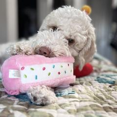 Australian Cobberdog Puppies from Mud Pies Australian Cobberdogs