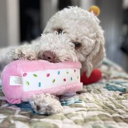 Australian Cobberdog Puppies from Mud Pies Australian Cobberdogs