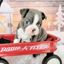 Boston Terrier Puppies from Our Gang Bostons