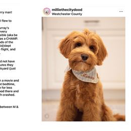 Australian Labradoodle Puppies from Berrybrook Doodles