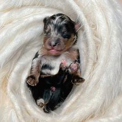 Telluride - Assorted Doodle Crosses puppy in Chattanooga, Tennessee from Remedy Ridge Aussiedoodles