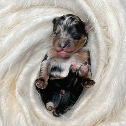 Telluride - Assorted Doodle Crosses puppy in Chattanooga, Tennessee from Remedy Ridge Aussiedoodles