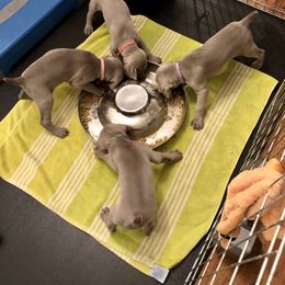 Weimaraner Puppies from Zauberhaft Weimaraners