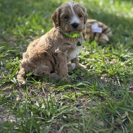 Finn - Apricot male Goldendoodle puppy in Arcadia, Florida from KnuDawn Goldendoodles and Cavapoos