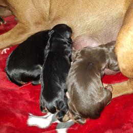 Nymeria - Chocolate and tan female Miniature Pinscher puppy in Grove, Oklahoma from K&J's Min Pins Of Grand Lake