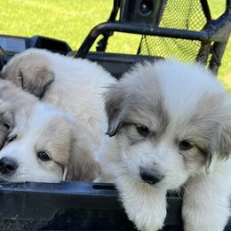 Great Pyrenees from Up A Creek Farm