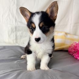 Lainey - Black and tan female Pembroke Welsh Corgi puppy in El Dorado Springs, Missouri from Trixie Dixie