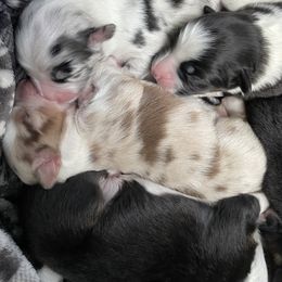 Australian Shepherd Puppies from Country Oaks Farm